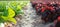 Perspective of Red and green leaf lettuces in a row at agricultural plantation in Spain. organic vegetables. scene of