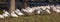 Perspective shot of large group of white ibis birds