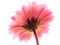 A perspective shot of a pink gerbera