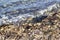 Perspective shot of seashells, stones, moesses at coastline