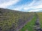 a perspective view along a large moss covered dry stone wall separating grass meadows in yorkshire dales countryside between