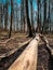 Perspective view of felled tree trunk without bark in the forest. Spring peacefull woods landscape