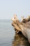 A perspective view through the felled trunk of a large tree onto the calm expanse of a large lake