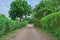 Perspective view of hedge lined pebble stone road