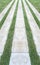 Perspective View of Marble Stone Pattern Sidewalk, Pavement with Line of Grass Texture Background