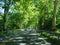 Perspective view over French rural roads with tall Platanus trees