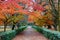 Perspective view of a pathway under fiery foliage of an autumn forest in beautiful Kyoto Gyoen Imperial Garden in Kyoto