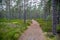 Perspective of walking trail in a pine forest.