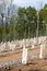 Perspective of young vine stocks in a new modern vineyard