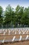 Perspective of young vine stocks in a new modern vineyard