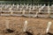 Perspective of young vine stocks in a new modern vineyard