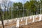 Perspective of young vine stocks in a new modern vineyard