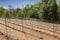 Perspective of young vine stocks in a new modern vineyard