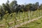 Perspective of young vine stocks in a new modern vineyard