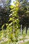 Perspective of young vine stocks in a new modern vineyard