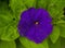 Pertunia on green leaf  background.