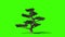 Pertusa tree timelapse growing, Green Screen Chromakey