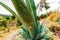 peru, APRIL 2019. An agave plant has been defaced with graffiti