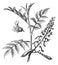 Peru Balsam or Myroxylon peruiferum, vintage engraved illustration