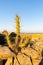 Peru Chucuito cactus at sunset at Titicaca lake