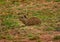 Peru, the cuy rodent mammal called Guinea Pig