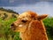 Peru, Lake Titicaca, llama or alpaca domestic mammal