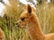 Peru, Lake Titicaca, llama or alpaca domestic mammal