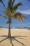 Peru Moncora Punta Sal view of tropical beach in Pacific ocean palm tree coconut tree parasol