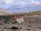 Peru Nature - Llama - Mountains