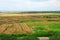 Peru Piura rice field cultivated and in harvest