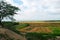 Peru Piura rice field cultivated and in harvest