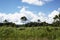 Peru Tingo Maria deforestation and felling of trees in an Amazon jungle in a valley with mountains and sky