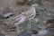 Peruaanse Griel, Peruvian Thick-knee, Burhinus superciliaris