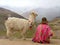 Peruvian alpaca and handler