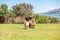 Peruvian alpacas on the shores of Lake Titicaca