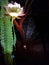 Peruvian Apple Cactus Flower and Spider on Web