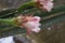 Peruvian apple cactus flowers