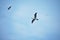 Peruvian boobies flying above Las Islas Ballestas Paracas Peru