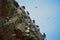 Peruvian boobies flying and perched on a rocky cliff on Las Islas Ballestas Paracas Peru