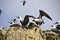 Peruvian Boobies, Islas Ballestas,Peru