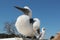 Peruvian booby chicks with blue sky at background