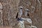 Peruvian booby, Sula variegata, on the cliffs of the Isla de Balestas National Park, Peru