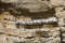 PERUVIAN BOOBY sula variegata, COLONY ON CLIFF, BALLESTAS ISLANDS IN PARACAS NATIONAL PARK , PERU, GUANO PRODUCER