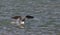 Peruvian Booby take off