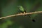 Peruvian Booted Racket-tail hummingbird, Ocreatus underwoodii peruanus, with orange buff leg puffs, Sumaco in Ecuador. Tinny shiny