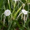 A Peruvian daffodil or beach spider lily,