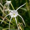 A Peruvian daffodil or beach spider lily,