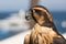 Peruvian falcon an aplomado, a closeup, head shot of a bird of prey, a raptor with brown and gold markings on feathers and dramati