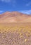 Peruvian feathergrass in the Puna de Atacama, Argentina