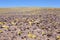 Peruvian feathergrass in the Puna de Atacama, Argentina